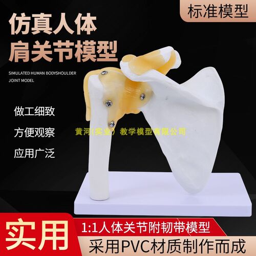 教学彷真人体肩j关节模型肩胛骨骼肩周附韧带锁骨人体结构骨科教