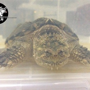 貴陽陳師佛洲拟鳄佛鳄龟亚成体