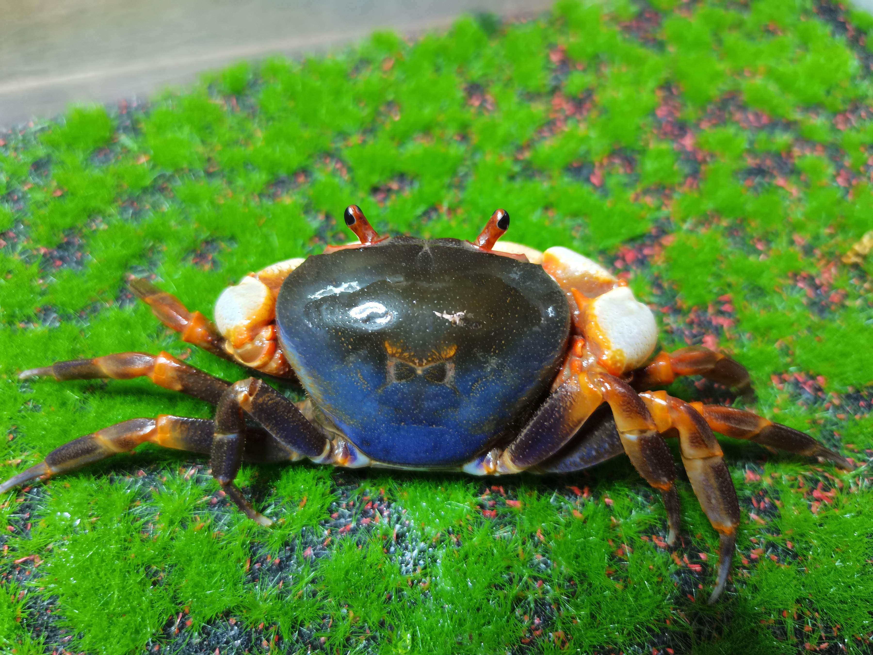 南海溪蟹观赏蟹淡水紫地蟹圆轴蟹寄居蟹I勾手蟹豹点蟹印支蟹格雷