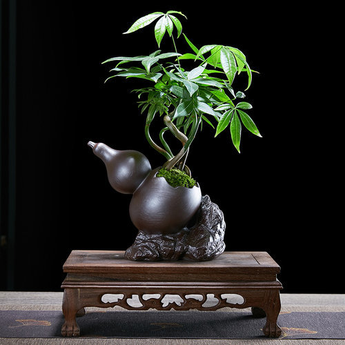 五福发财树盆栽绿植物办公桌书房茶几好养招财树中式禅意盆景摆件