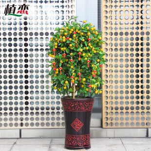 大型金桔盆栽 带果花卉金橘树室内外阳台庭院年桔宵植物 宁波配送