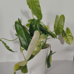 伯乐锦蔓绿绒盆栽室内爬藤植物净化空气吸收甲醛粗生好养超划算
