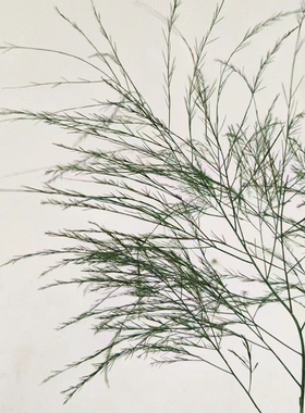 芦荀草沙草云南花地水发鲜切基绿色直养新鲜插花室内配草节日鲜花