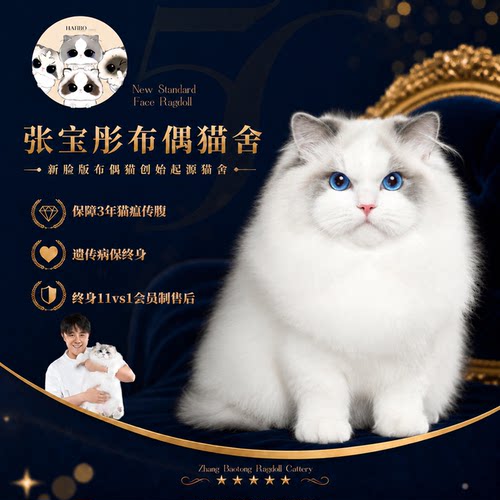 张宝彤布偶猫舍｜饺子弟弟