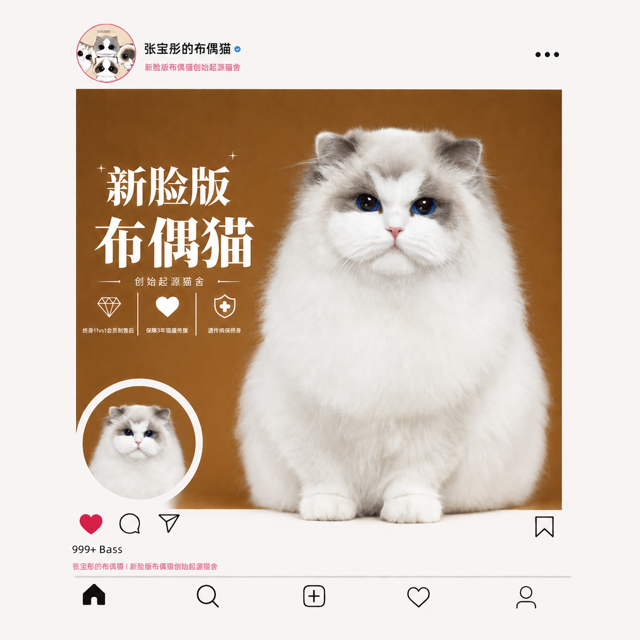 张宝彤布偶猫舍｜新脸版布偶猫宠物级猫咪活物幼崽—小甜瓜妹妹