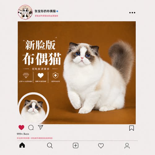 张宝彤布偶猫舍｜小小怪弟弟