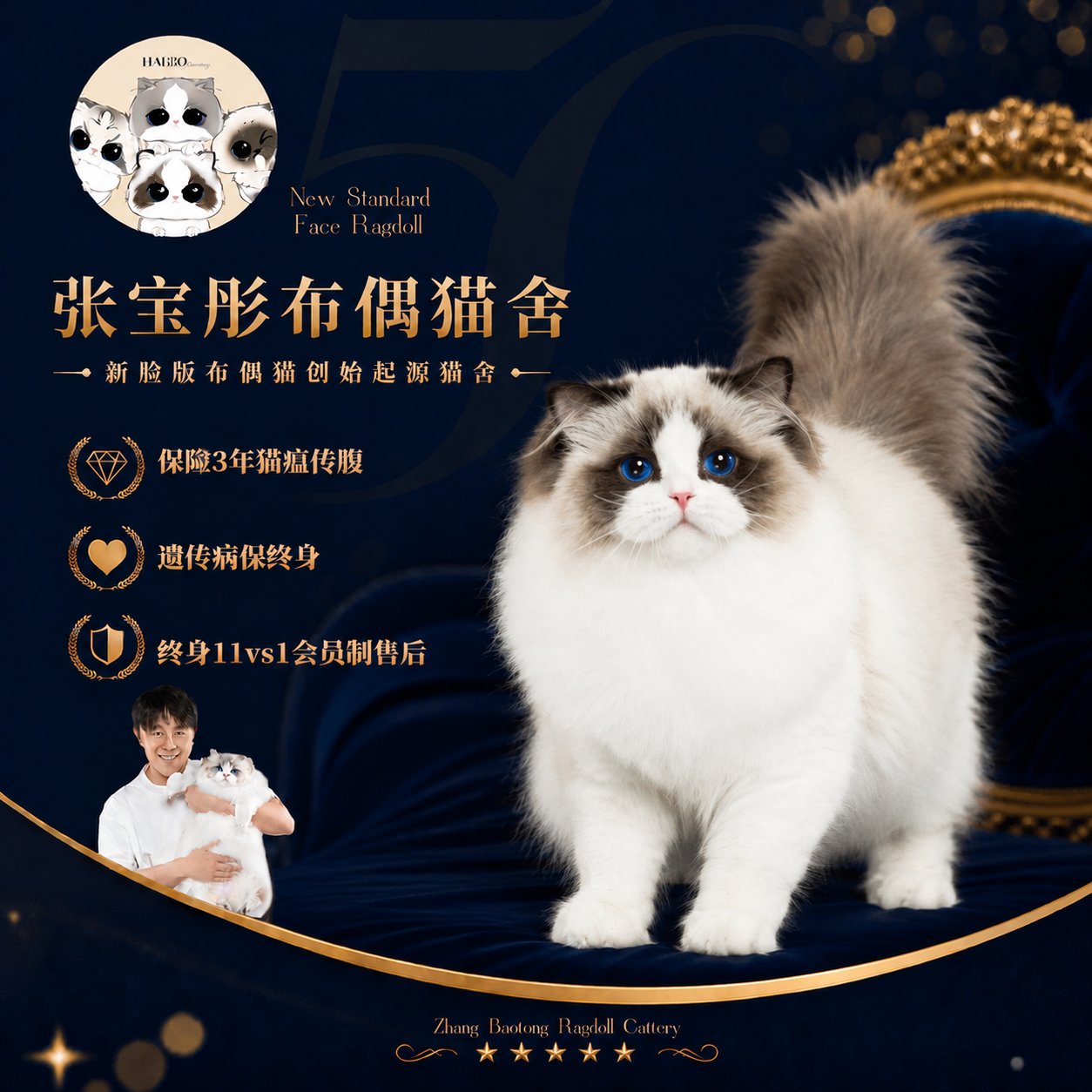 张宝彤布偶猫舍｜新脸版布偶猫宠物级猫咪活物幼崽—丘比特弟弟