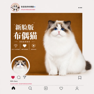张宝彤布偶猫舍｜新脸版布偶猫宠物级猫咪活物幼崽—吉娃娃妹妹