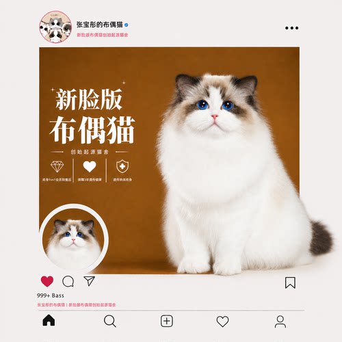 张宝彤布偶猫舍｜吉娃娃妹妹