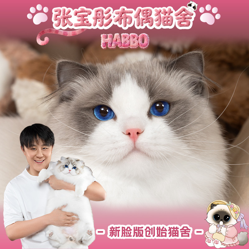 张宝彤布偶猫舍｜新脸版布偶猫