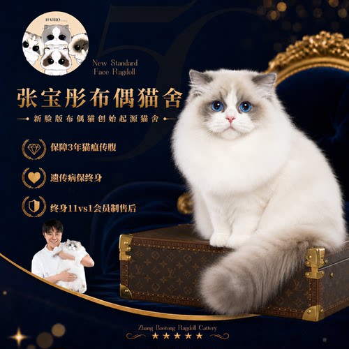 张宝彤布偶猫舍｜新脸版布偶猫宠物级猫咪活物幼崽—松果弟弟