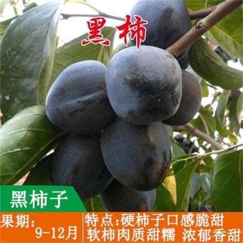 嫁接黑色柿子苗超甜无涩耐寒无籽无核巧克力黑脆柿子苗北南方种植