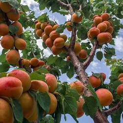 新疆伊犁树上干杏苗 吊死干杏 嫁接杏树苗 吊干杏苗 当年结果