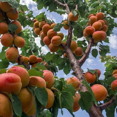 新疆伊犁树上干杏苗吊死