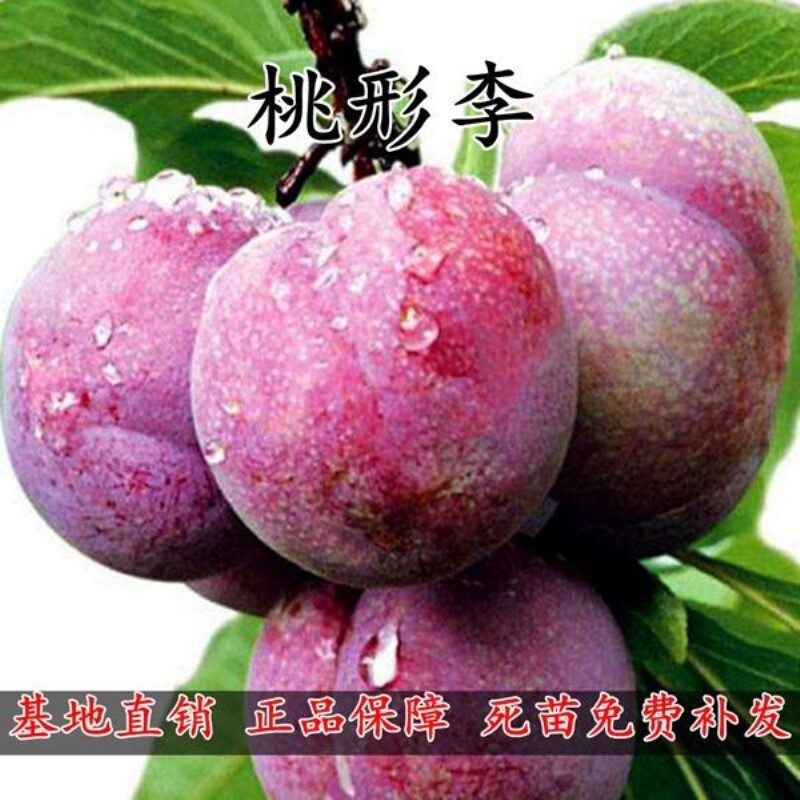 正宗桃形李树苗桃形李苗- 嫁接