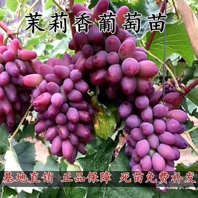 茉莉香葡萄树苗新品种无籽