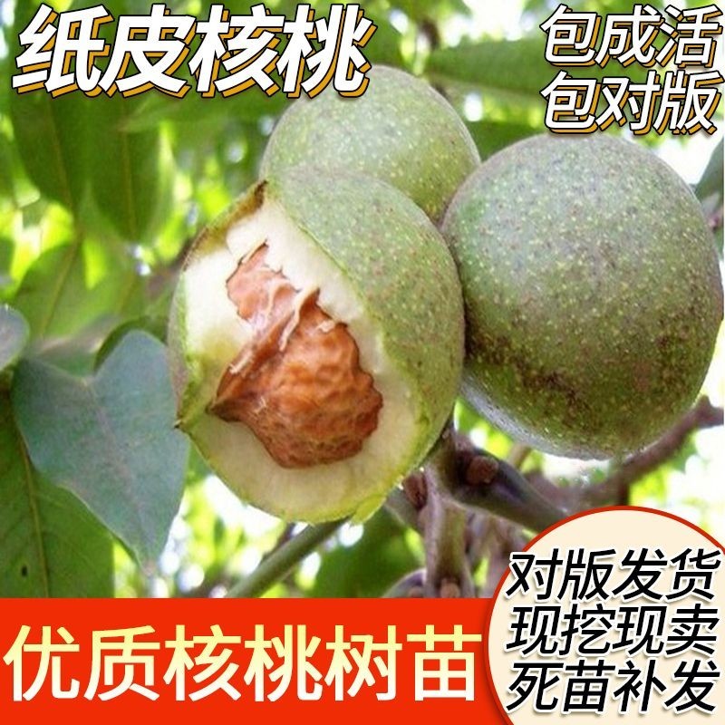 核桃树苗嫁接南方北种植文
