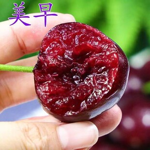 嫁接正宗美早大樱桃 低枝矮化大樱桃 盆栽地栽抗旱耐寒嫁接樱桃苗