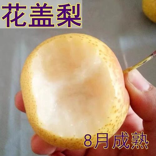 花盖梨新品种梨树苗薄皮梨南北方种植盆栽地栽果树苗当年结果