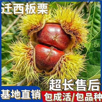正宗迁西板栗树苗嫁接板栗大红袍板栗树苗南北方四季种植盆栽地栽