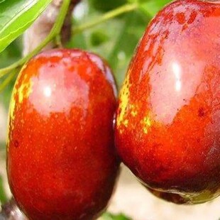 大甜枣树苗 蜂蜜罐枣苗 细脆味甜 嫁接枣树苗 南方北方种植果树苗