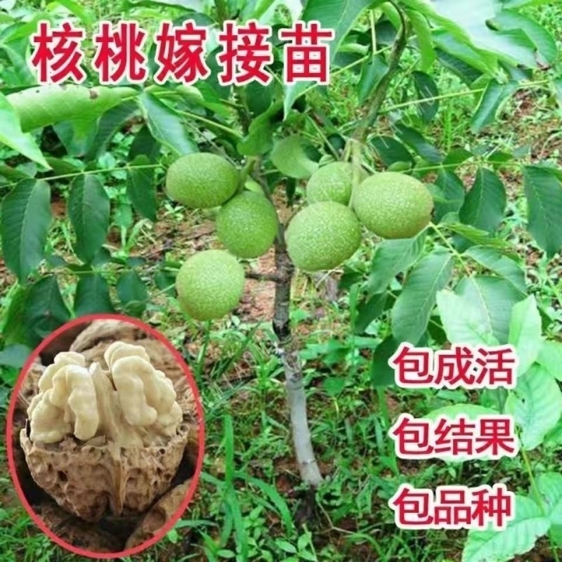 核桃树苗薄皮核桃纸皮核桃山核桃南北方种地栽盆栽当年结果核桃苗
