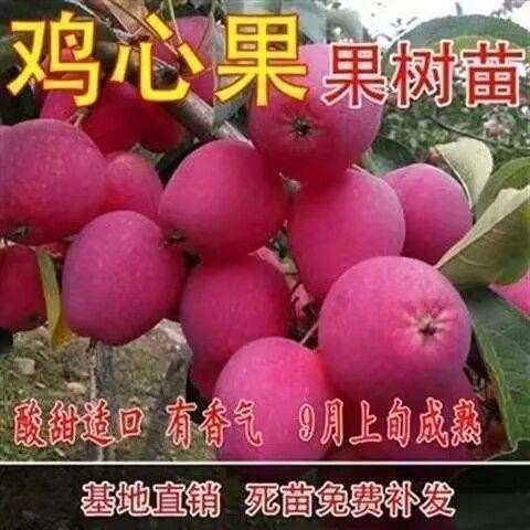 嫁接小苹果苗鸡心树锦绣海