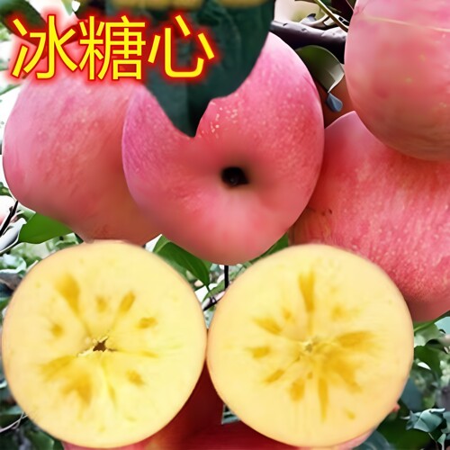 新品种冰糖心嫁接苹果树苗