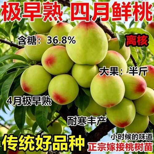 新品种早熟蜂糖王特大油桃