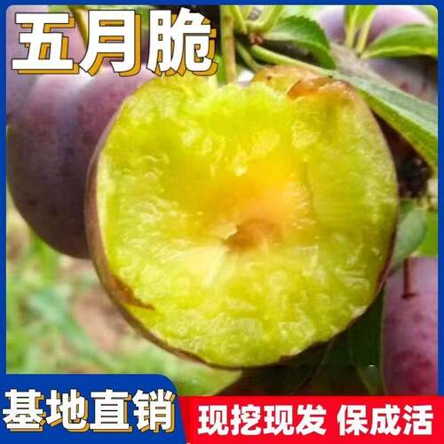 五月脆李子树苗嫁接凤凰李苗早熟一点红李子苗南北方种植盆栽地栽