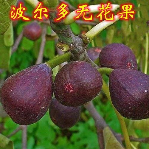 波尔多无花果苗树苗盆栽果树苗当年结果紫色波尔多地栽盆栽果树