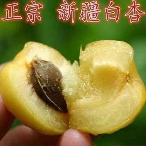 新疆小白杏树苗 嫁接杏子苗 南方北方种植果树 小白杏子苗 杏树