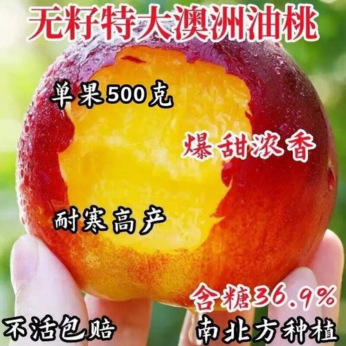 桃树苗新品种早熟澳洲油嫁