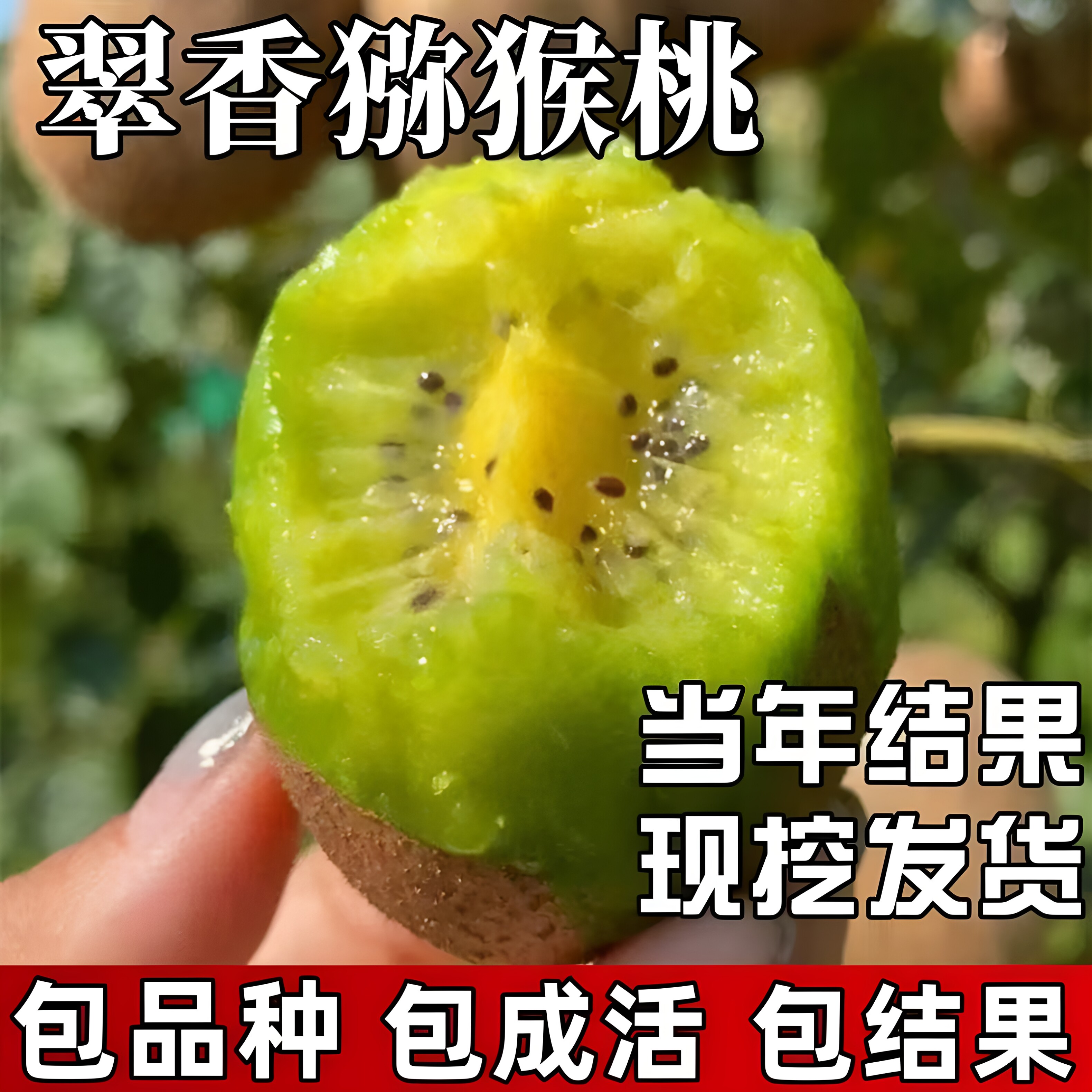 特大红心猕猴桃树苗耐寒盆图片