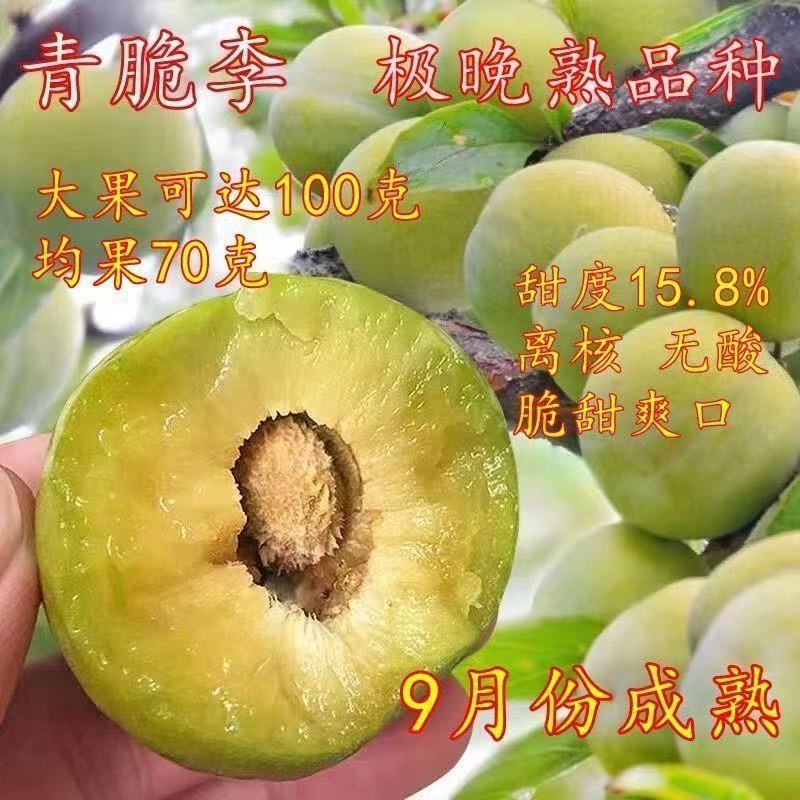 晚熟青脆李树苗李子树苗脆李苗青脆李子嫁接苗脱骨李子苗南北种植