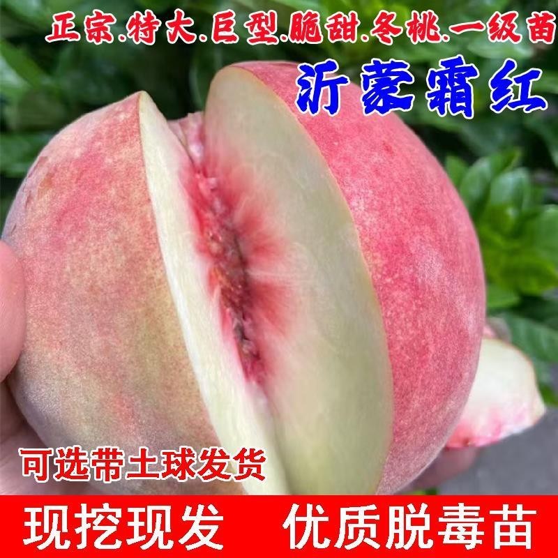 嫁接巨无霸桃树果苗10月特