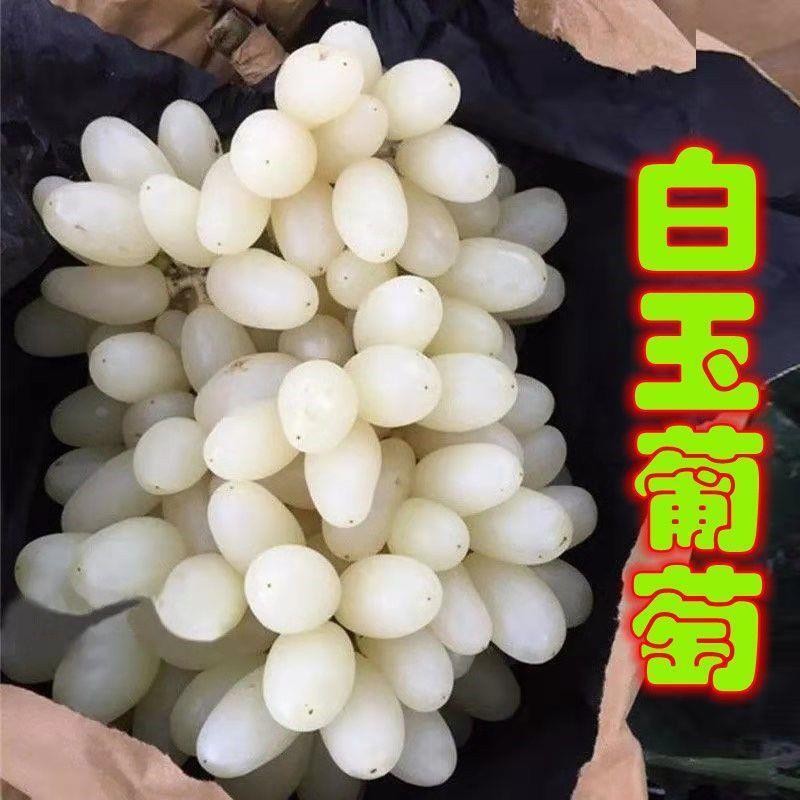 白玉葡萄树苗马奶提子无核葡萄南方北方种植盆栽地栽
