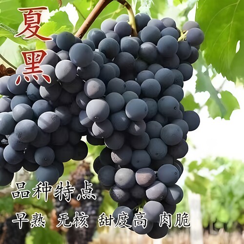 嫁接夏黑葡萄树苗早熟无核爬藤果树苗南北方种植盆栽地栽当年结果
