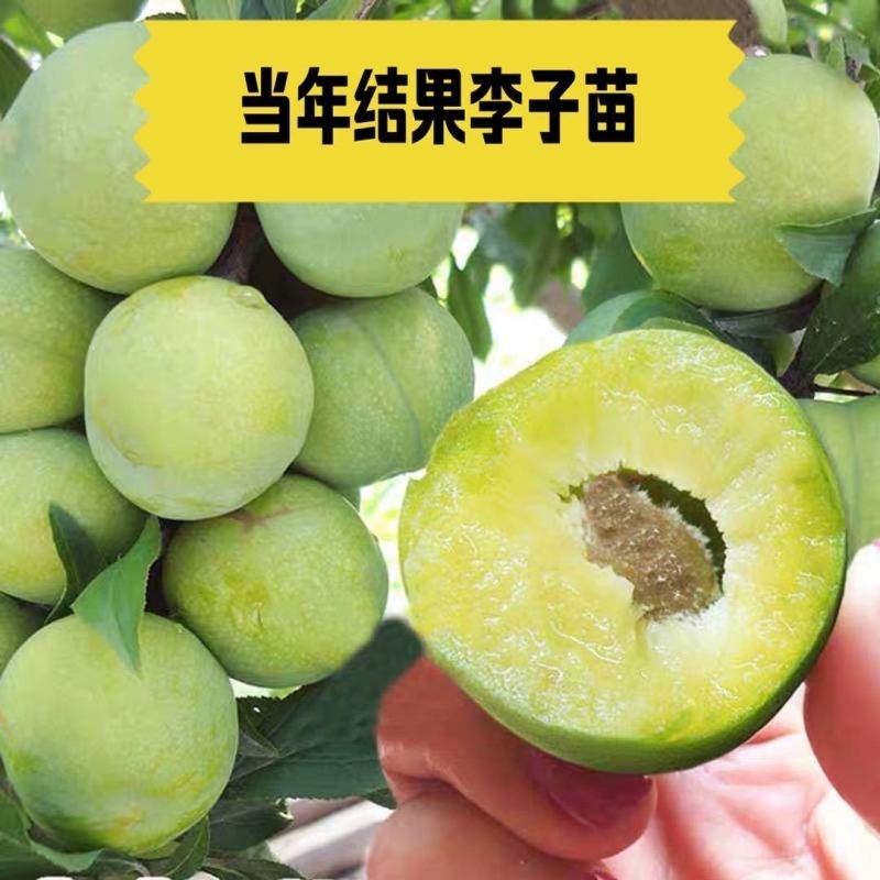 嫁接李子树苗果蜂糖南北方