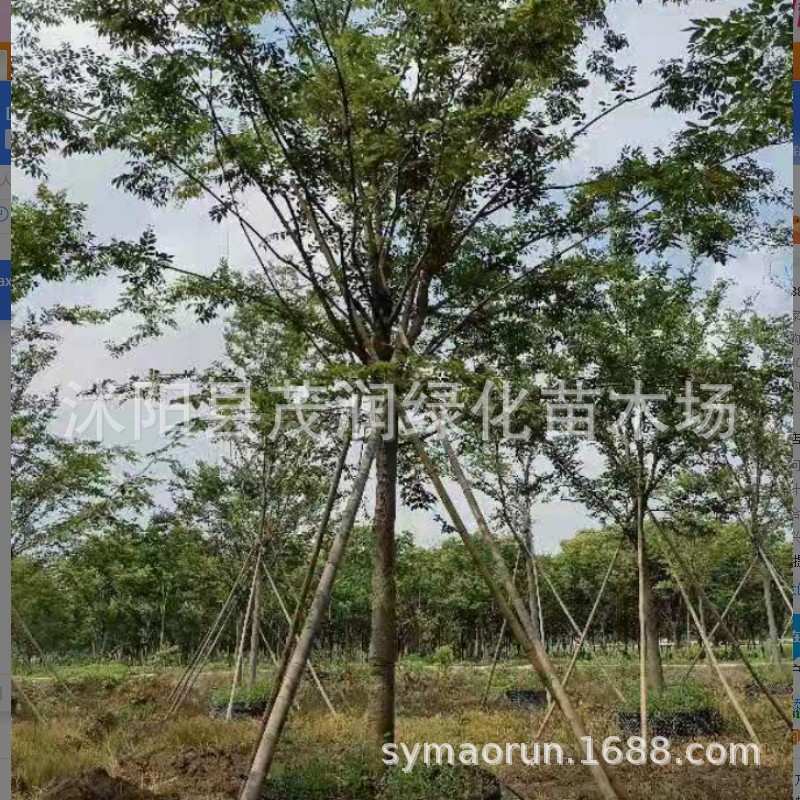 出售园林工程绿化苗行道树榉树红榉树榉树容器苗庭荫街道防护树
