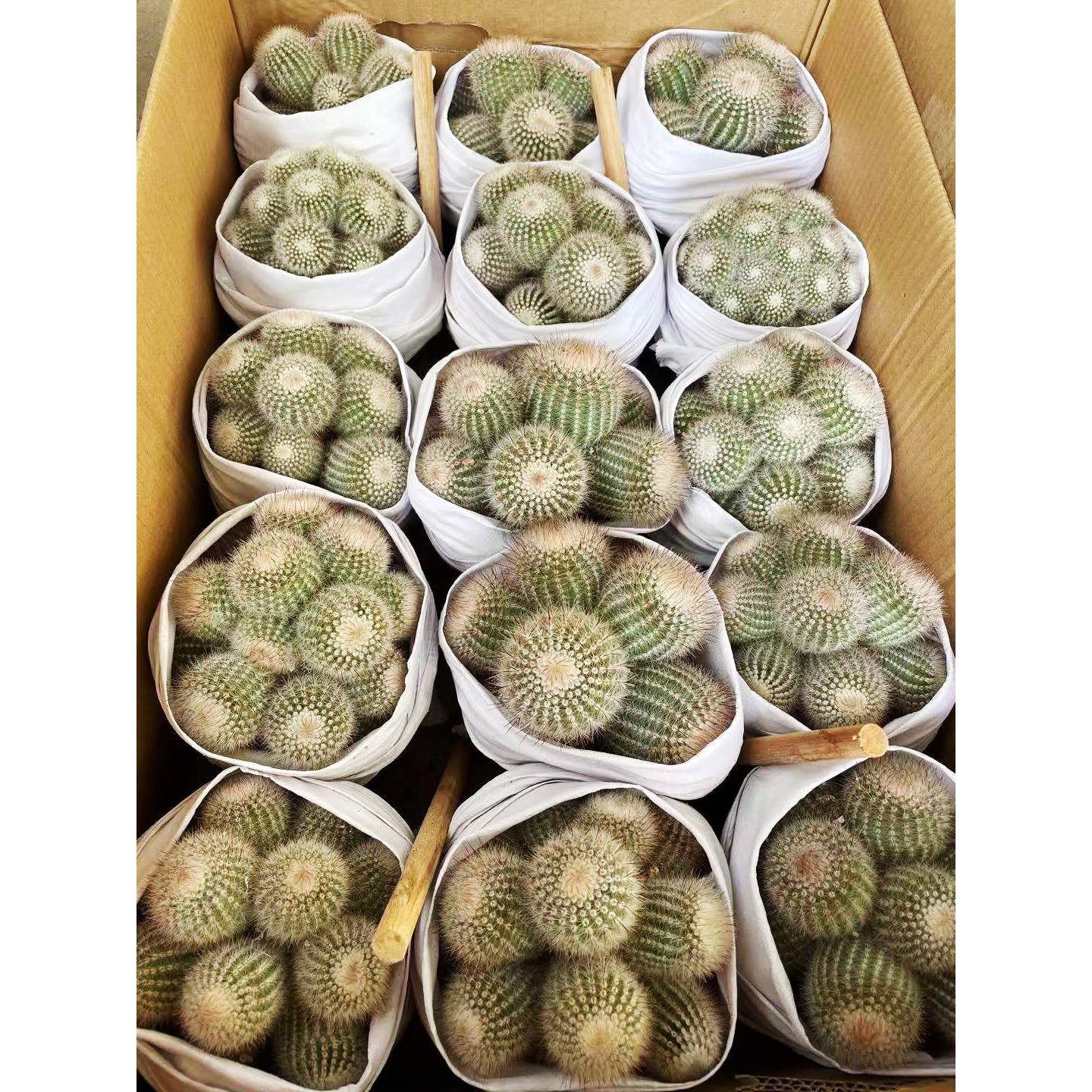 【基地直供】居家花卉多肉植物 盆栽花卉绿植仙人球 多头红芙蓉