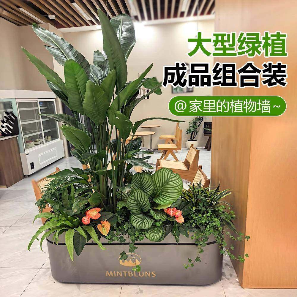 大型绿植室内客厅阳台成品组合盆栽玄关隔断造景橱窗落地大号植物