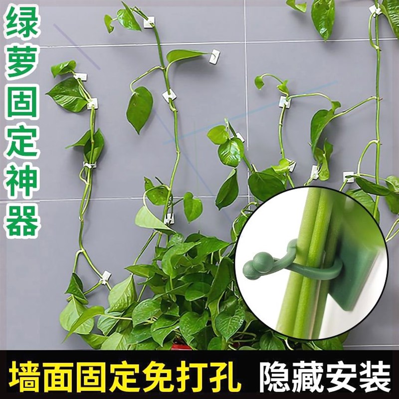 爬山虎固定器绿萝壁挂式固定神器绿植攀爬挂墙上室内爬墙固定器