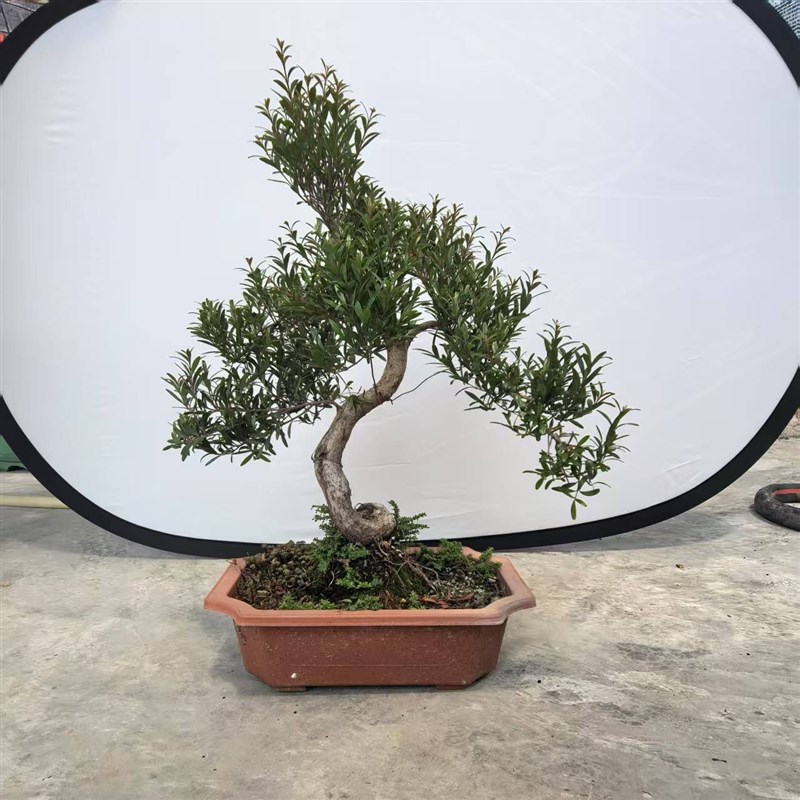 罗汉松六月雪胡椒木黄杨雀梅赤楠福建茶