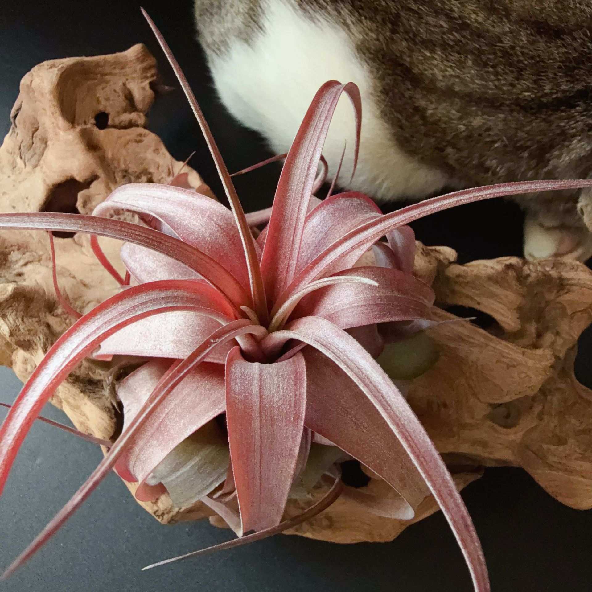 爱情结，卡比塔塔X电卷，杂交稀有品种无土懒人绿植进口礼品,模玩/动漫/周边/娃圈三坑/桌游,模型制作工具/辅料耗材,淘宝优惠券,粉丝福利购,淘宝优惠卷