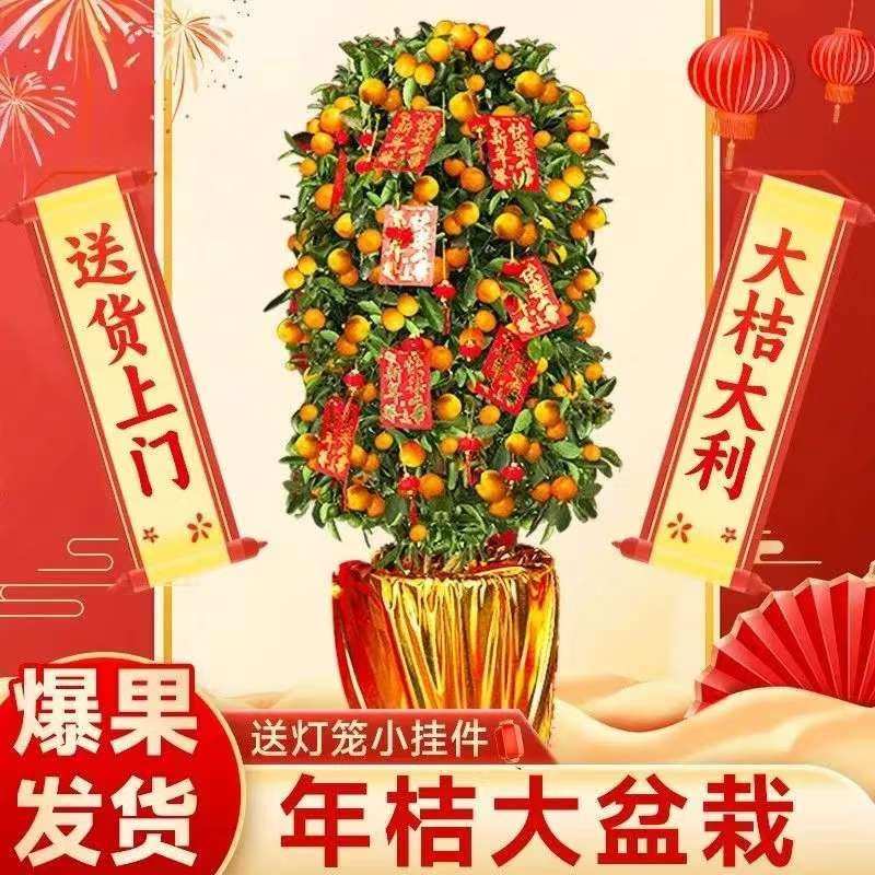 大型金桔树盆栽带果四季桔子树盆景植物室内客厅新年橘子树年桔树
