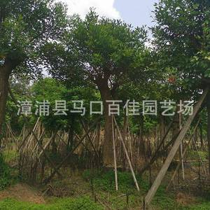 福建基地 行道树绿化树园林种植百佳园艺20公分鸡冠刺桐树