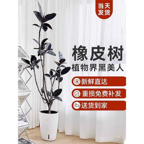 造型橡皮树黑金刚室内大型植物盆栽办公室内客厅四季绿植基地