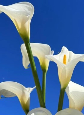 A级国产云d南基地直发白色白色马蹄莲鲜花鲜切现采高端花材插瓶养