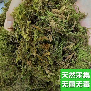 蝴蝶兰花专用水苔捕蝇草鲜活干苔藓青苔营养土乌龟冬眠换盆育苗